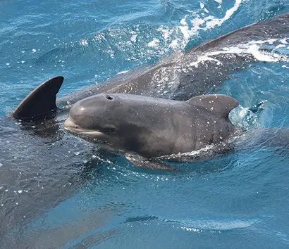 Short-finned pilot whale spotted on a whale watching excursion in south Tenerife